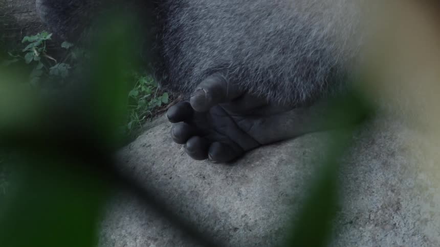Closeup of an apes foot seen through some leaves