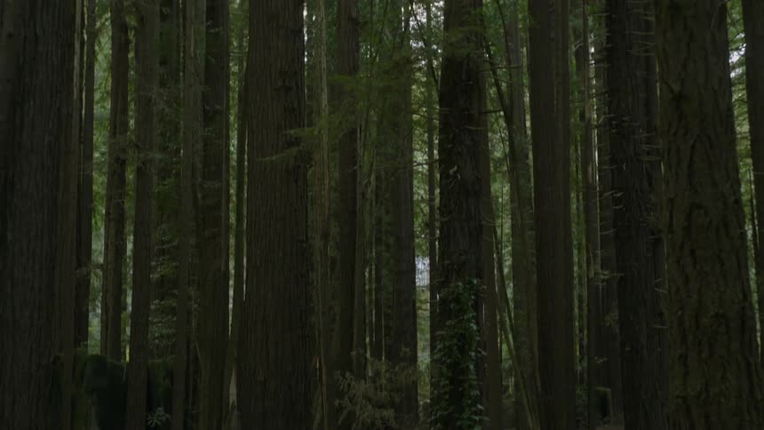 Trees tower over a hiker in the woods