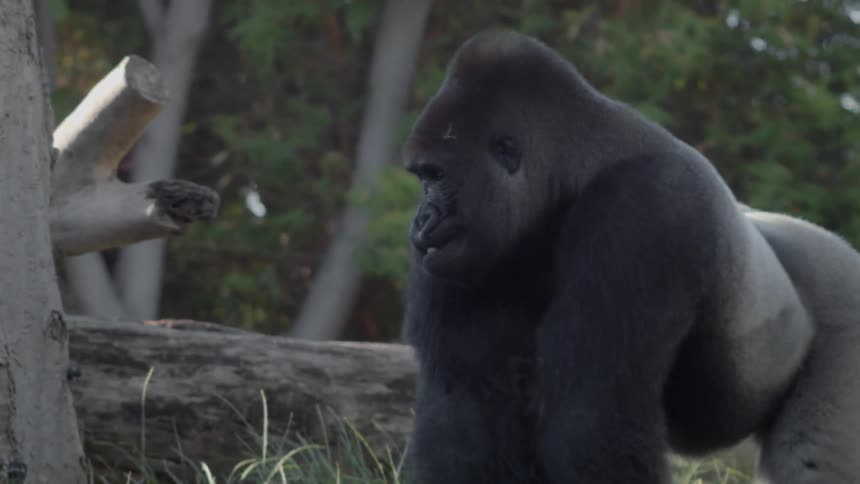 A gorilla walks through a grassy area