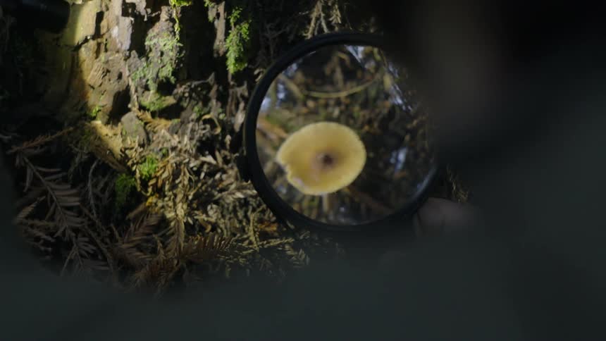 A hiker examines a mushroom with a magnifying glass