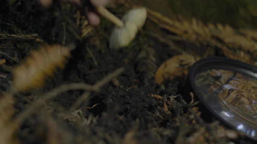 A mushroom is dug from the ground