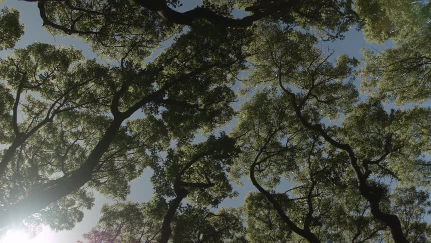 The sun shines through tree branches