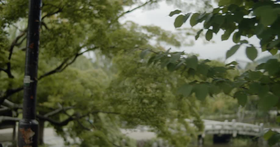 Trees bristle in the light breeze
