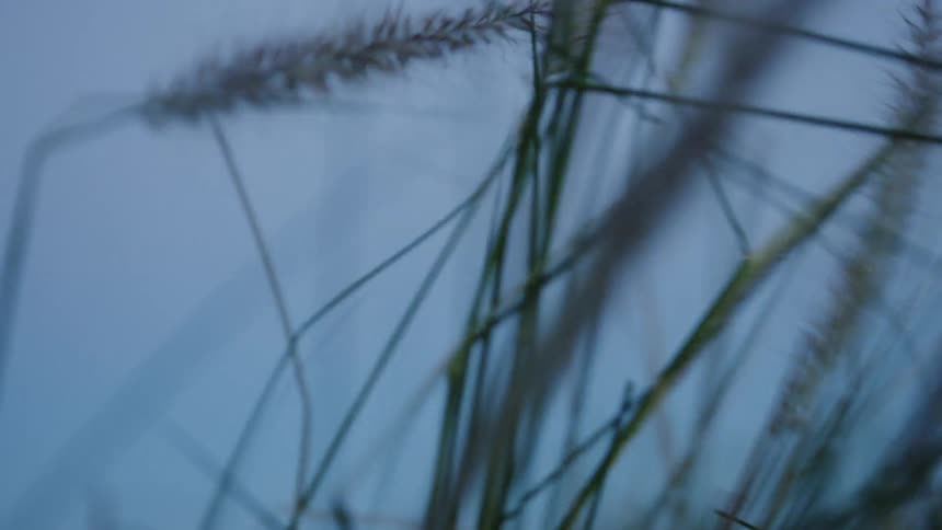Long blades of grass are swaying in the wind at dusk