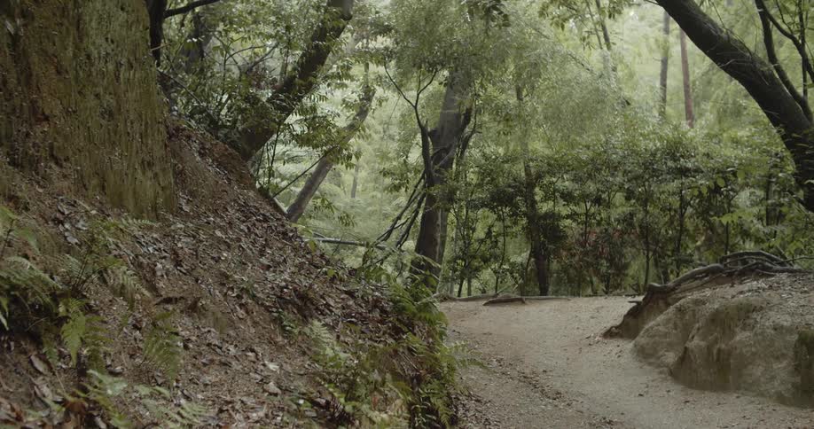 A dirt path winds through a forest