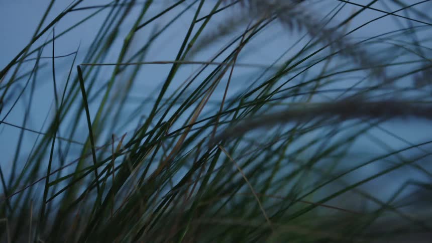 Wind blows through tall grass