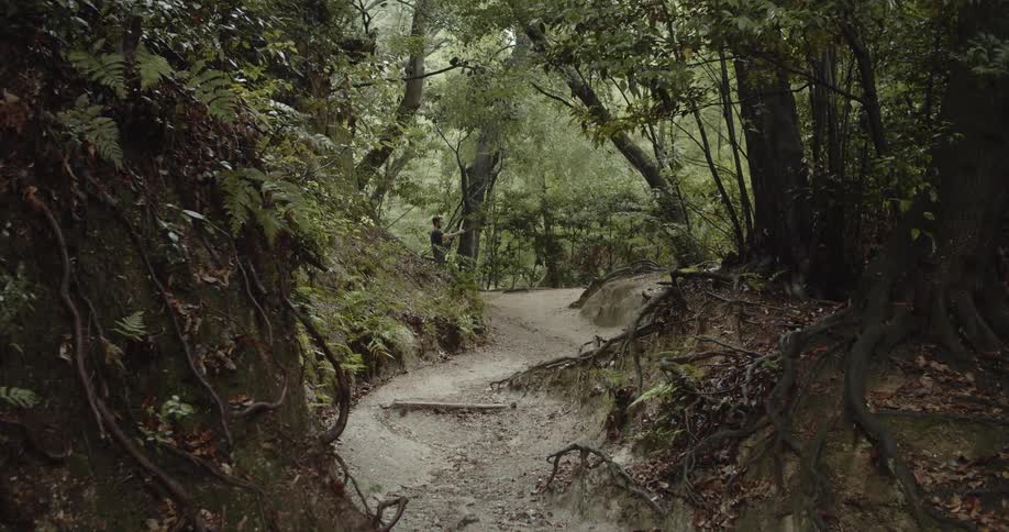 Path winds through a wooded area