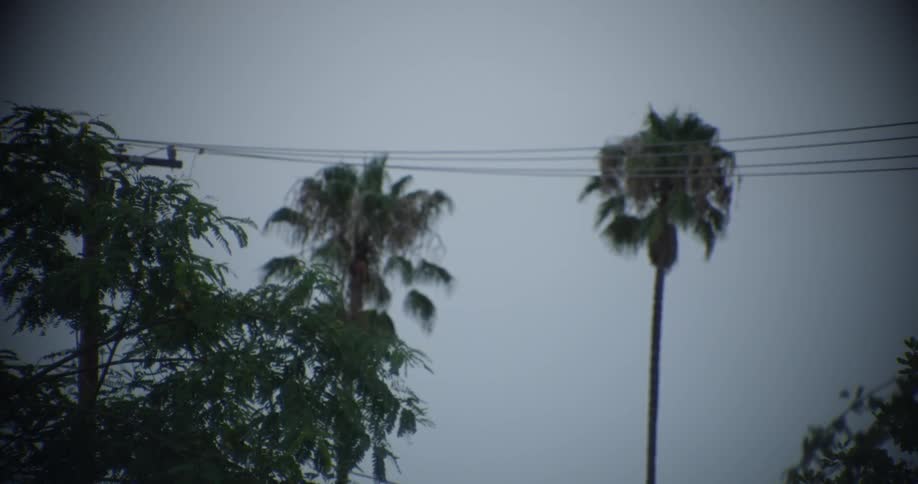 The tall palm trees move higher than the power lines