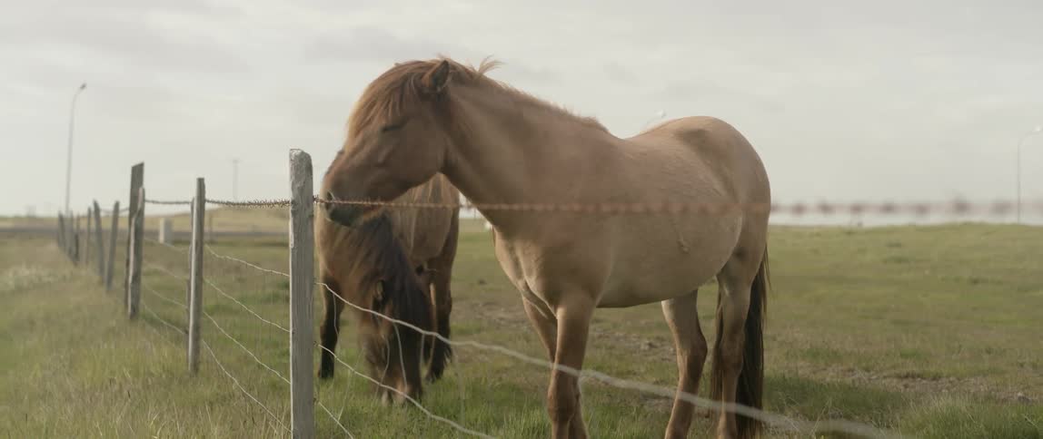 Horses are grazing in pasture next to barb wire fence