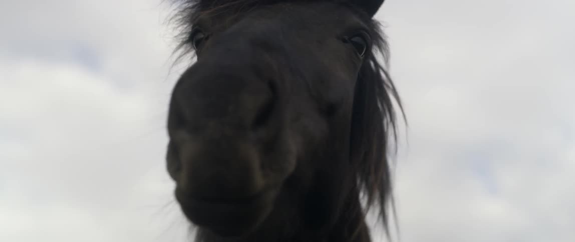 Horse is outside on cloudy day