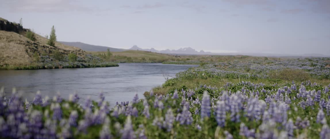 Purple flowers line the river's edge
