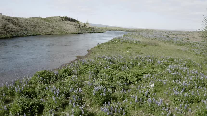 A river flows through a meadow with wildflowers