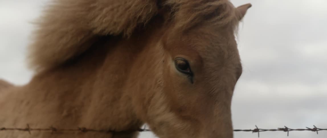 A horse leans its head over a fence