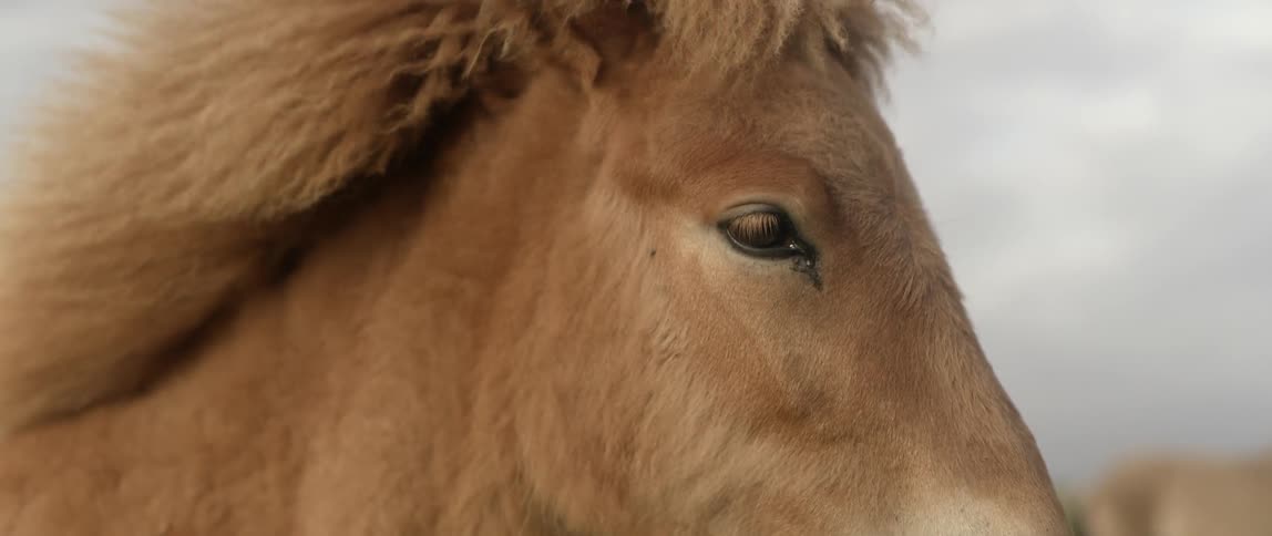 Mane on brown horse is swaying in the wind on cloudy day