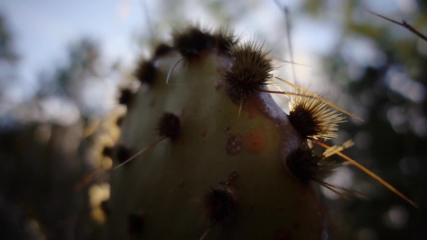 Clumps of spines grow on a cactus