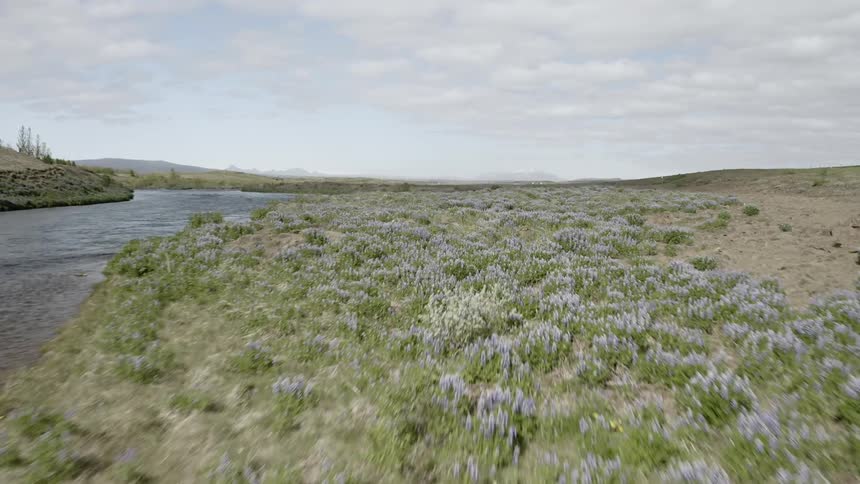 Field with purple wildflowers next to river on cloudy day