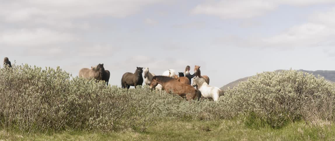 Two women pet grazing horses