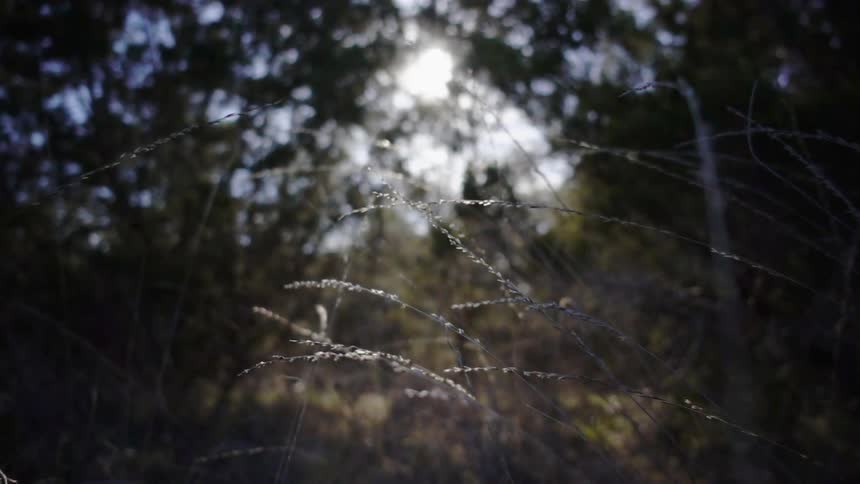 Nature Macros