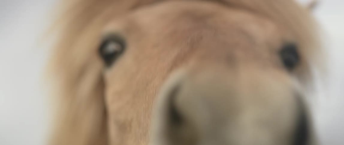 Horse blinks its eyes as it moves its head