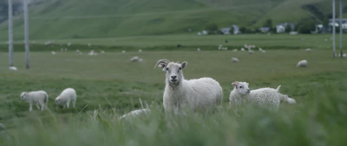 Sheep graze in a field
