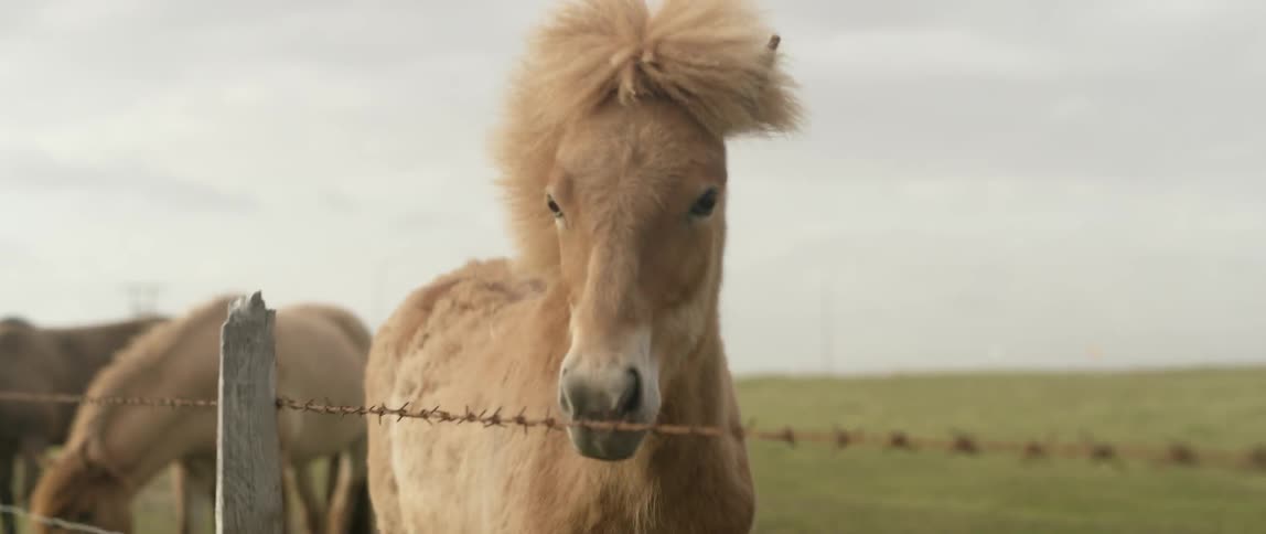 A pony stretches his head over a fence outside on a cloudy day