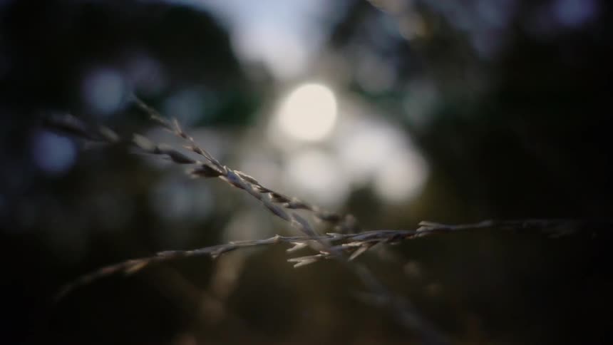 Nature Macros