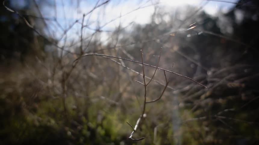 Sunlight shines on bare branches