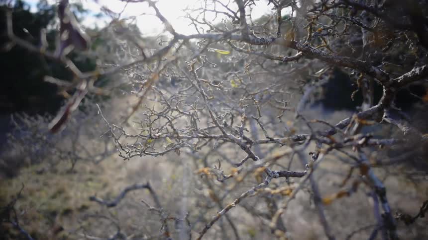 Bare branches sit under a cloudy sky