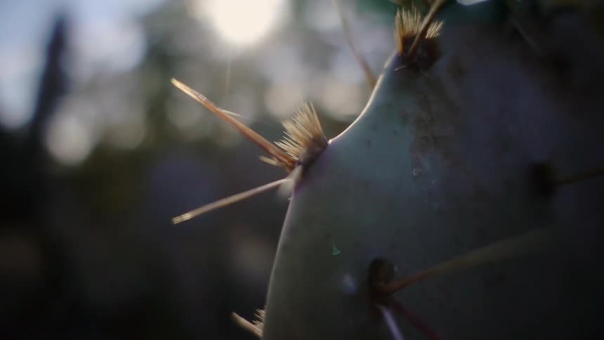 Branch with pointed thorns hangs under the sun
