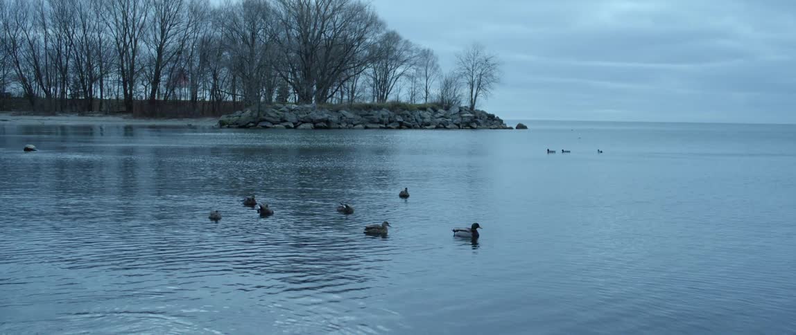 Birds float on a rippling lake