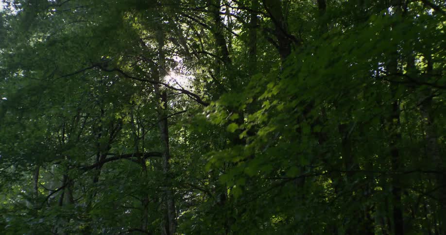 The sun shines through tree branches