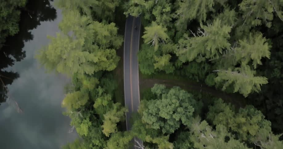 Vehicle travels down a road between the trees