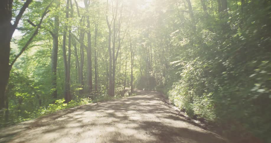 A vehicle travels through a sunny forest