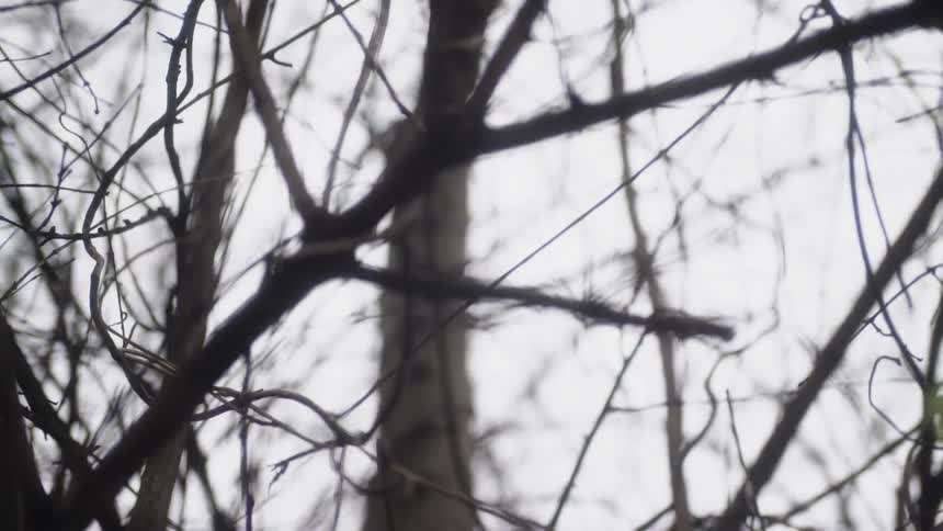 A few leaves grow on bare tree branches