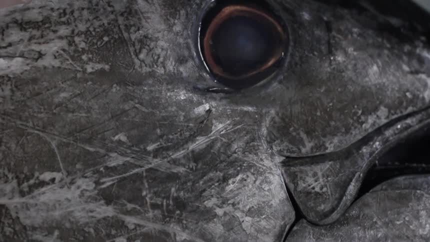 The eye and head of a dead fish