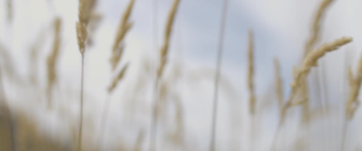 Weeds blow in the breeze