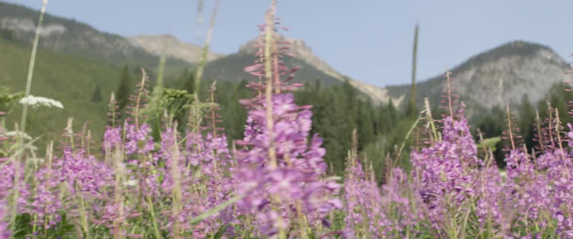 The wind is blowing all of the purple flowers