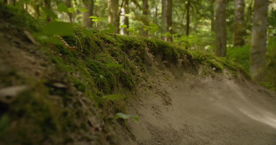 A person turns up the hill on their bicycle in the woods