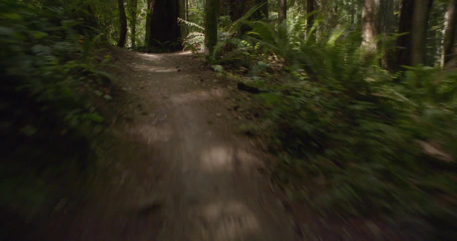 A dirt trail winds through the woods