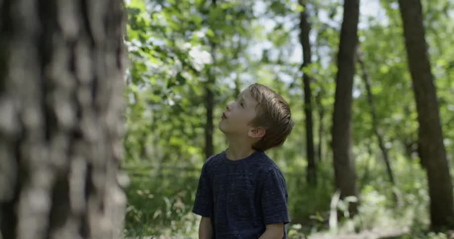 A boy looks up at trees in a rural area