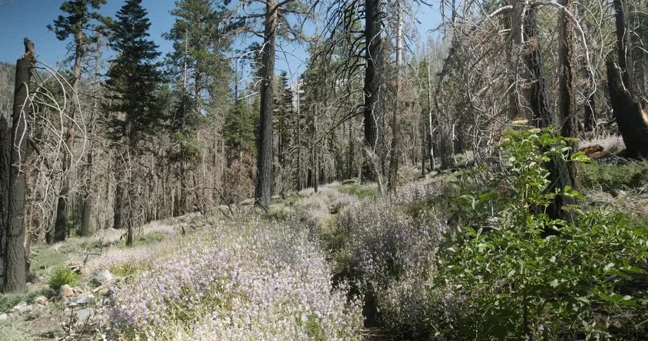 Wind blows through plants in a forest