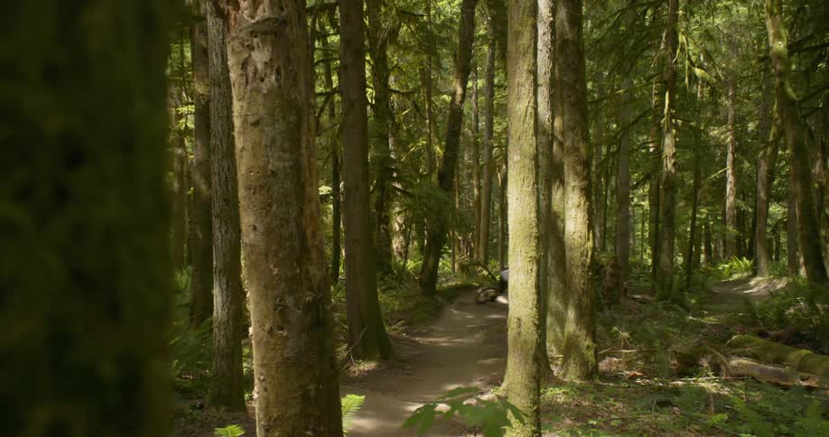 Man rides a bicycle on a path in the forest
