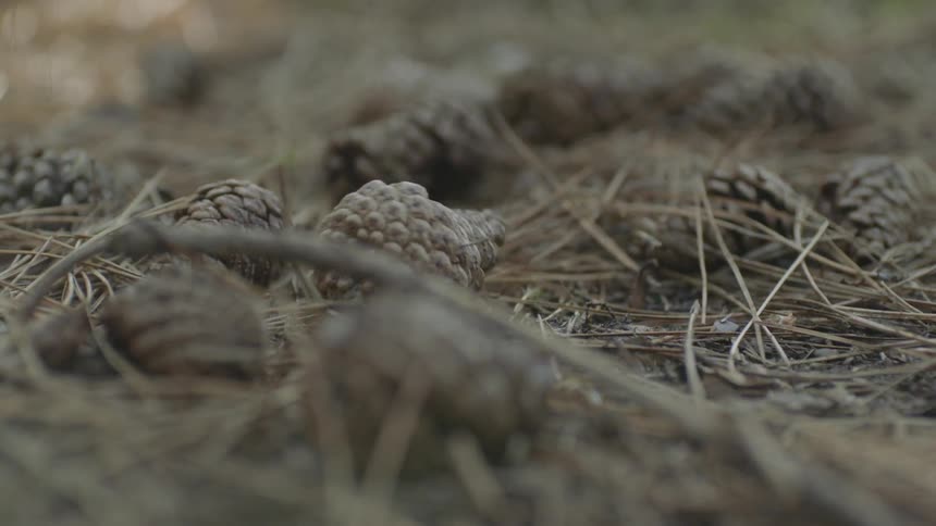 Bike tires roll over pine cones and pine needles