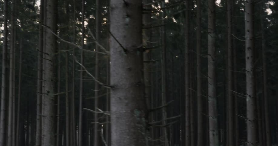 The sun shines through the trees in the woods