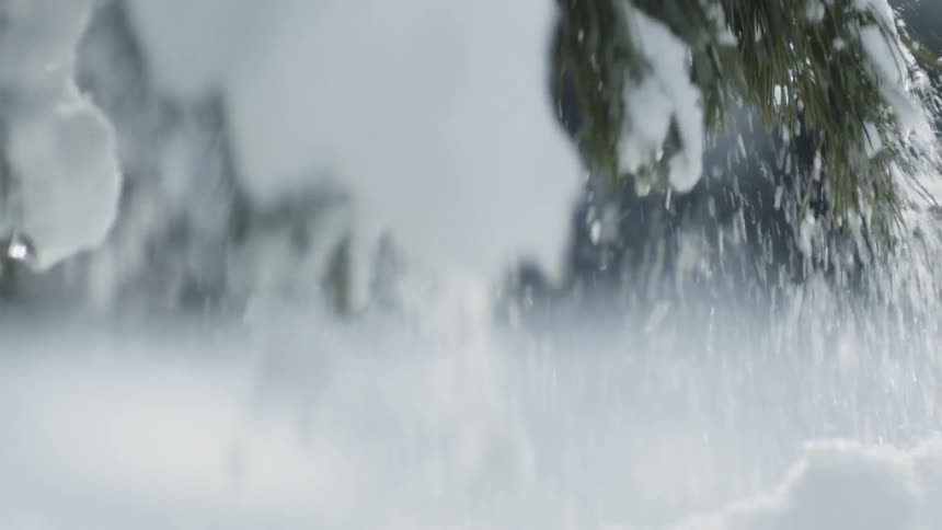 Snow hangs on swaying tree branches