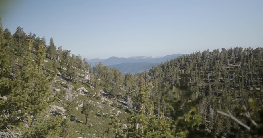 Trees cover a mountainside in the wilderness