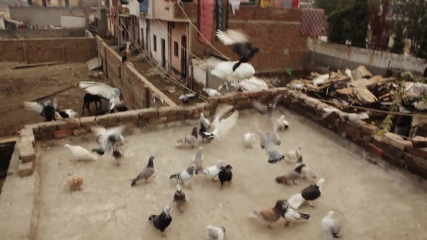 Birds fly onto a rooftop