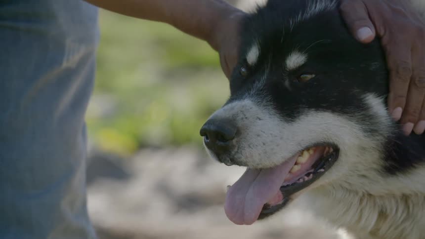 A man pets a panting dog