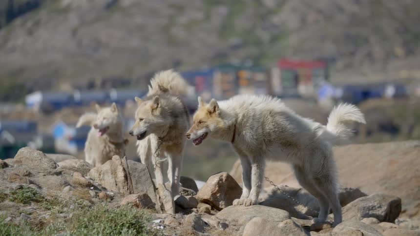 Three chained dogs standing on top of rocks