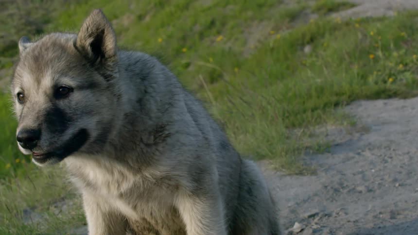 A dog sitting on a grassy slope